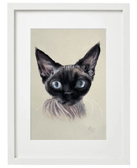 Portrait of sphynx with "Penetrating glance"