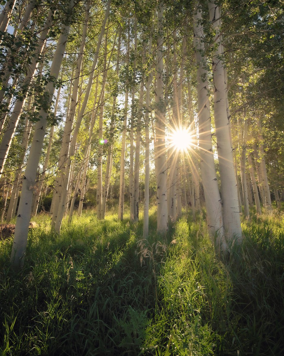 Photorealistic Botanical Photograph By Emily Kent, 25 X 31, Almost Autumn, Original Artwork