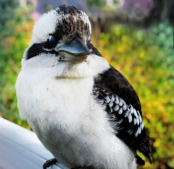 Kookaburra Older