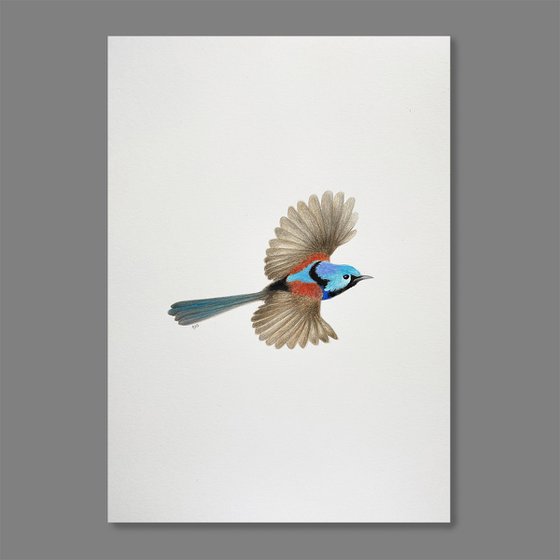 Variegated Fairy-wren