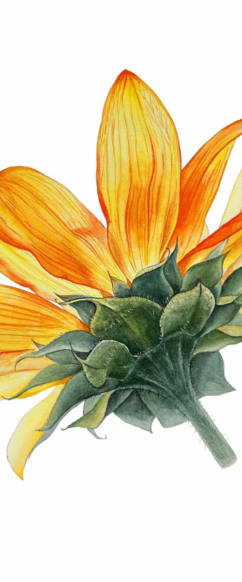 Sunflower. Original watercolor artwork. by Nataliia Kupchyk