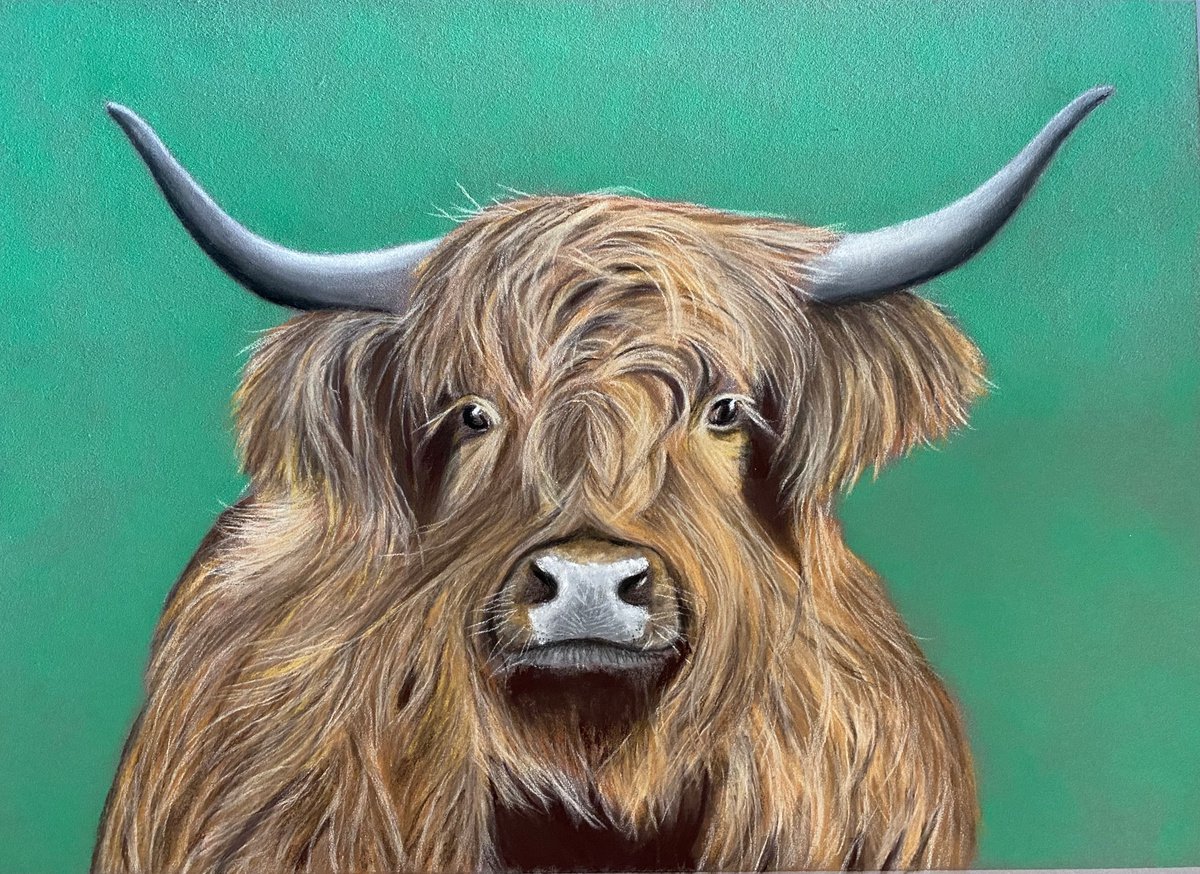 Highland cow by Maxine Taylor