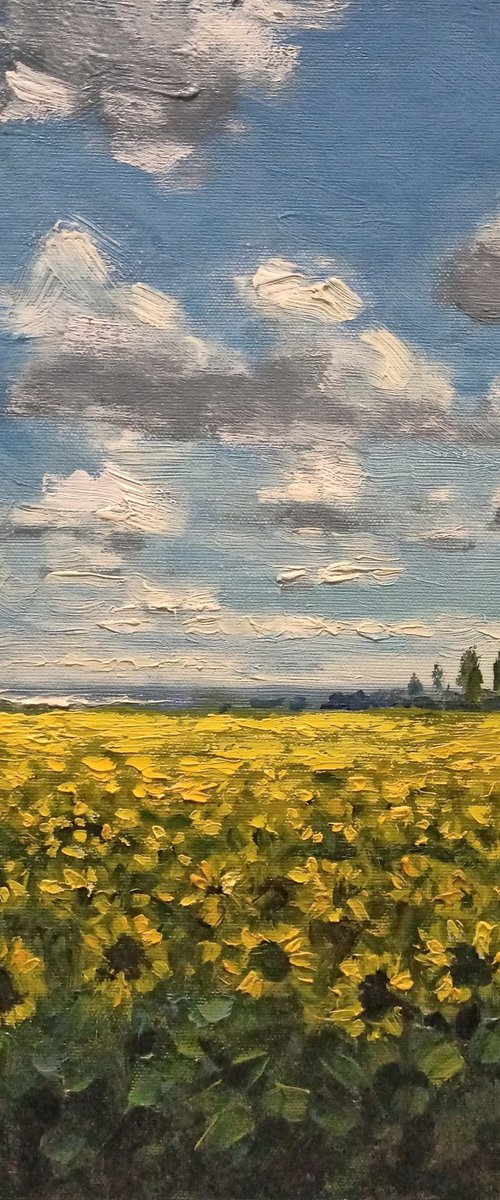 Sunflower field by Oleh Rak