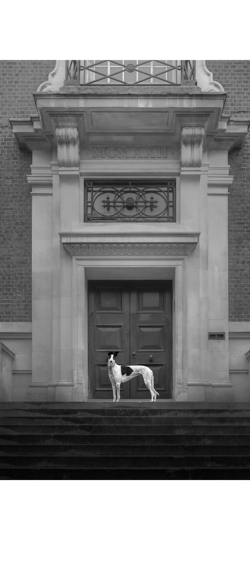 Greyhounds of London V by Elena Marchi
