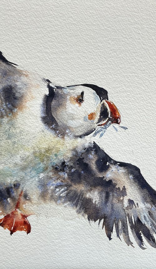 Puffin#6 by Larissa Rogacheva