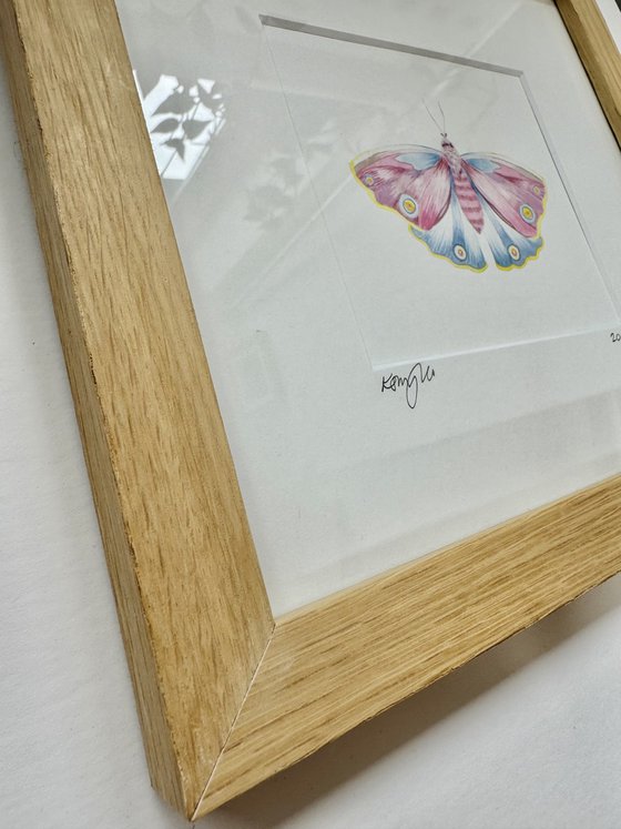 Framed Watercolour Moth