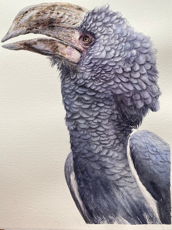 Grey-cheeked hornbill