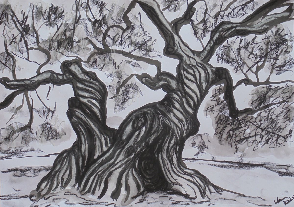 Expressive Landscape Ink Drawing By Kirsty Wain, 23 X 17", Millennium Olive Tree Ii, Original Artwork