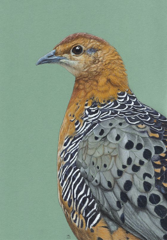 Original pastel drawing bird "Ferruginous partridge"