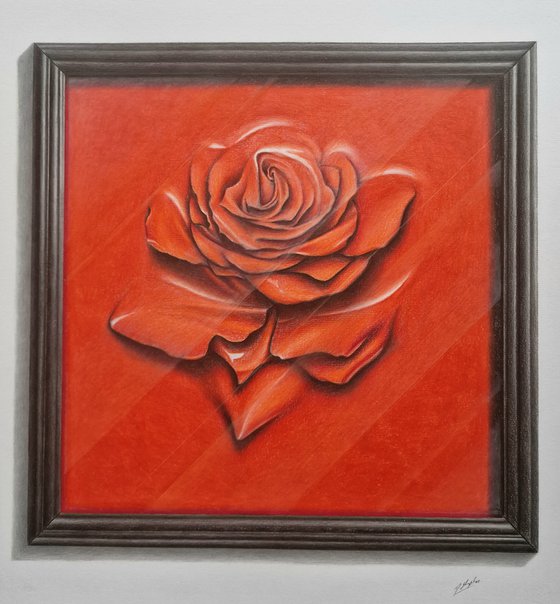 Rose behind glass within a frame