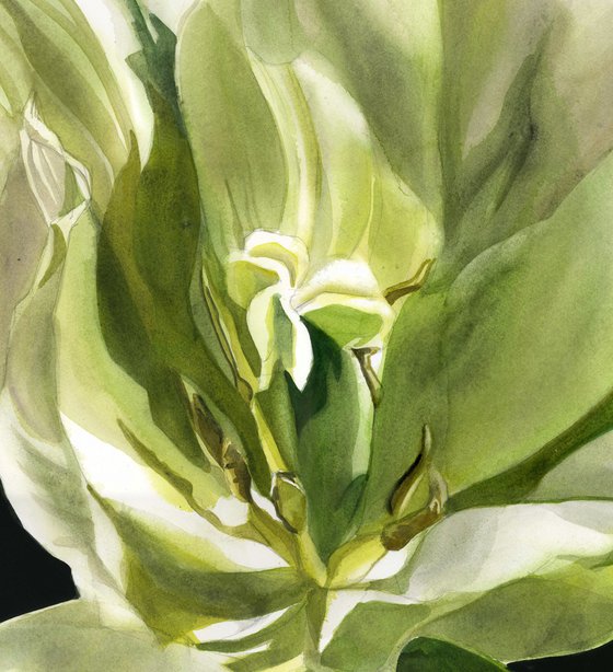 spring green tulip