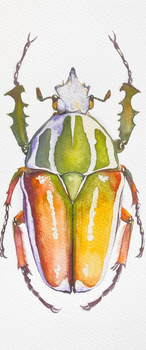 Rhamphorrhina bertolonii Lucas, beetle in the sun's rays in bright yellow, orange, green colour 3 by Tetiana Savchenko