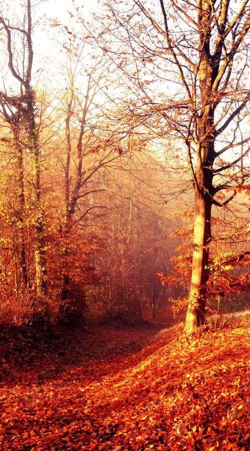 Sunrise in foggy forest - 60x80x4cm print on canvas 05121a1 READY to HANG by Kuebler