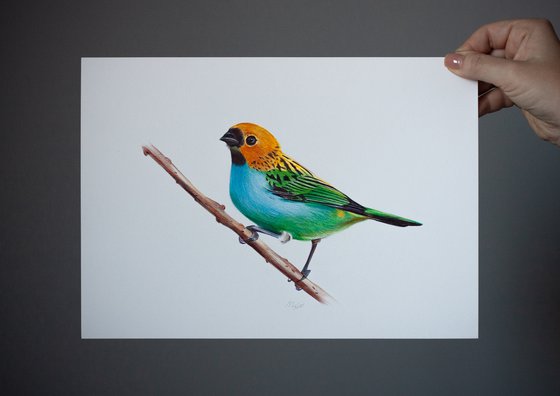 Gilt-edged Tanager