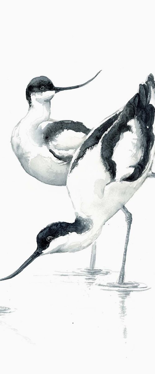 Pied avocet birds by Karolina Kijak