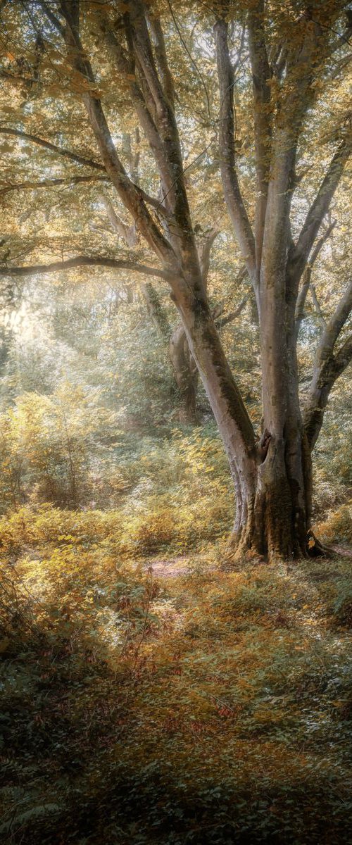 Lone Beech Tree in Autumn by Paul Nash