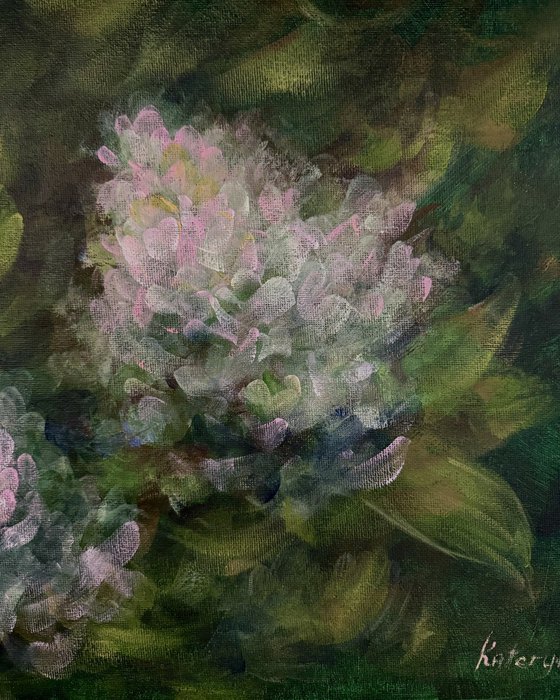 Hydrangea flowers