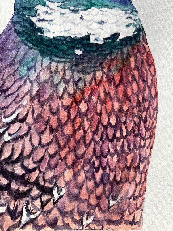 Portrait of crested pheasant