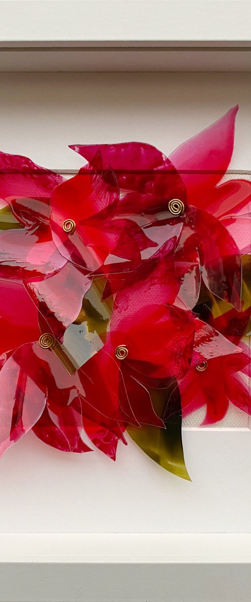 Wild Poinsettia Bloom by Swapna Namboodiri