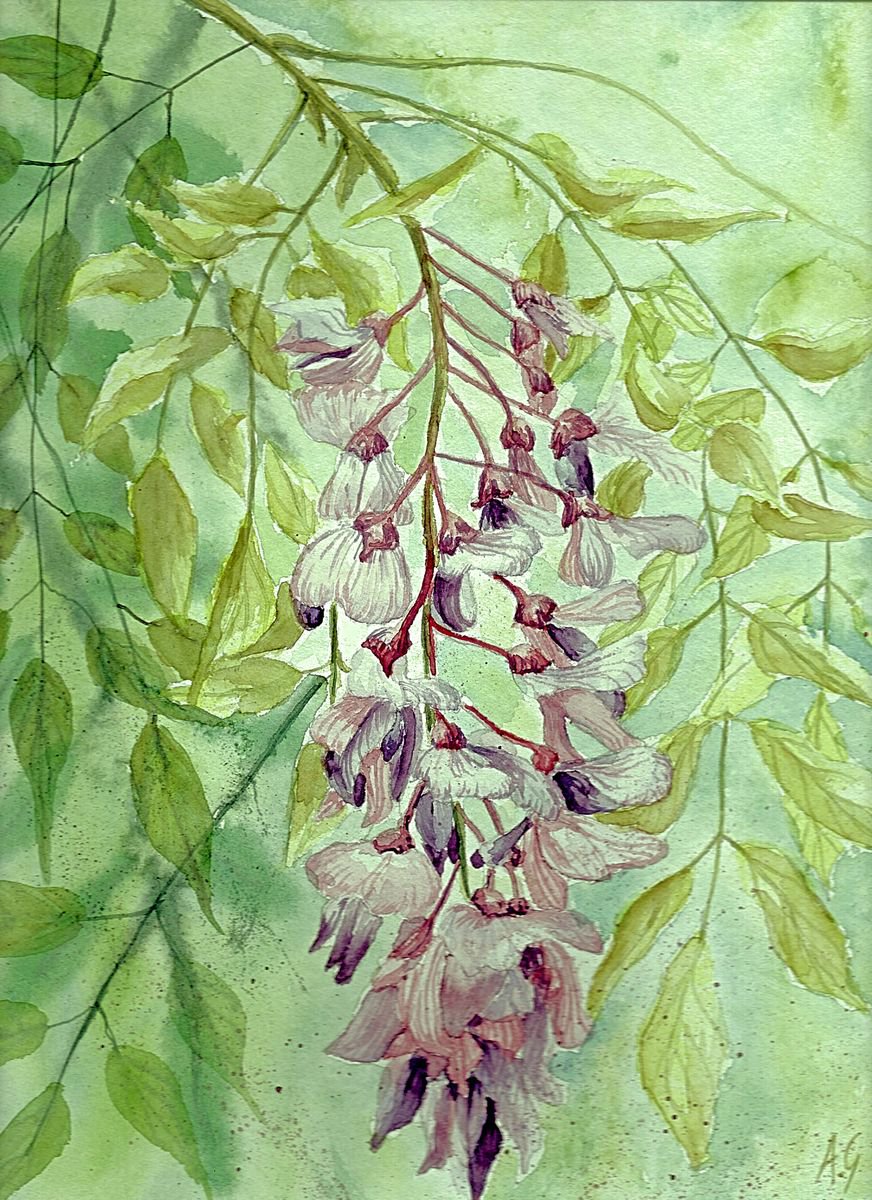 Impressionistic Botanical Watercolour By Aneta Gajos, 9 X 13, Wistaria, Original Artwork