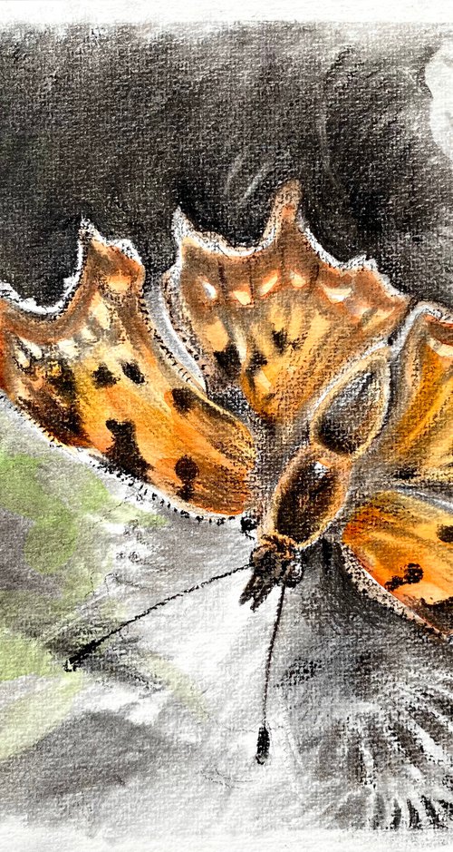 Charcoal Comma Butterfly by Luci Power