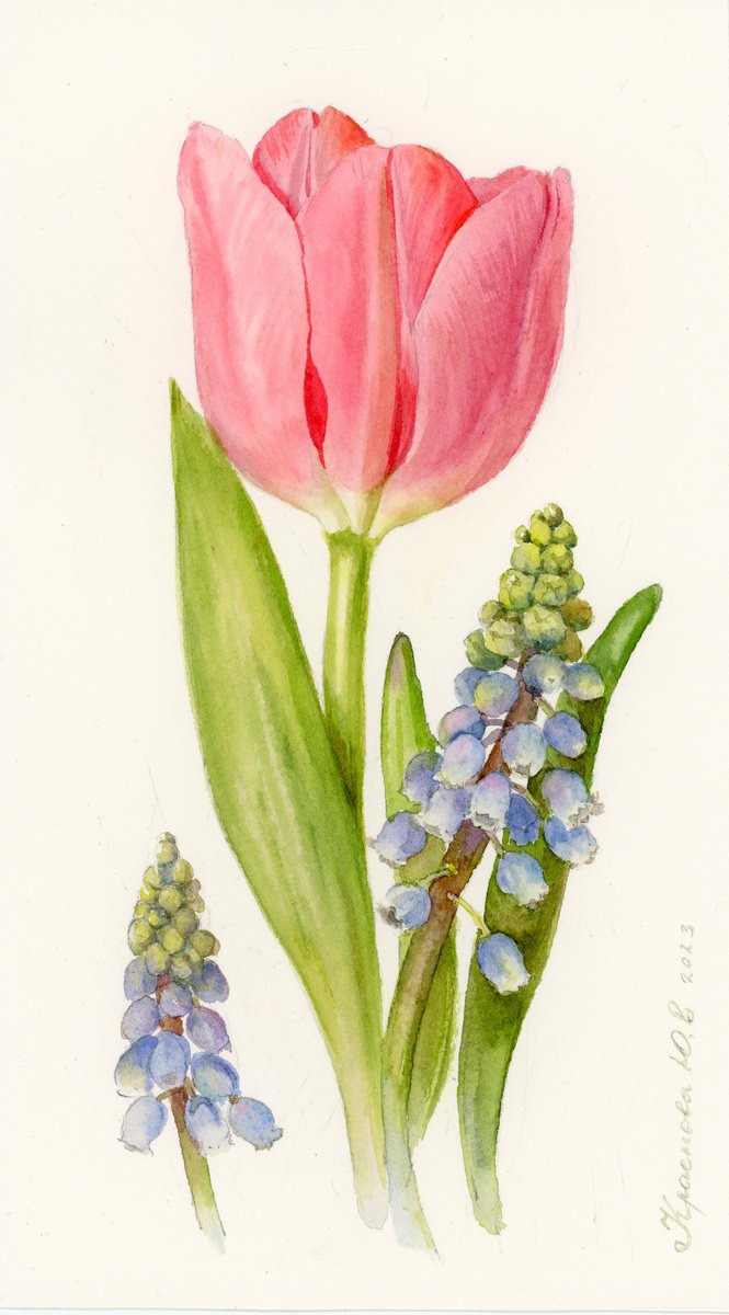 Photorealistic Botanical Watercolour By Yulia Krasnov, 6 X 10", Tulip And Muscari., Original Artwork