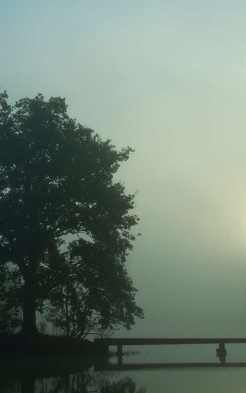 Tree at Dawn by Ben Schreck