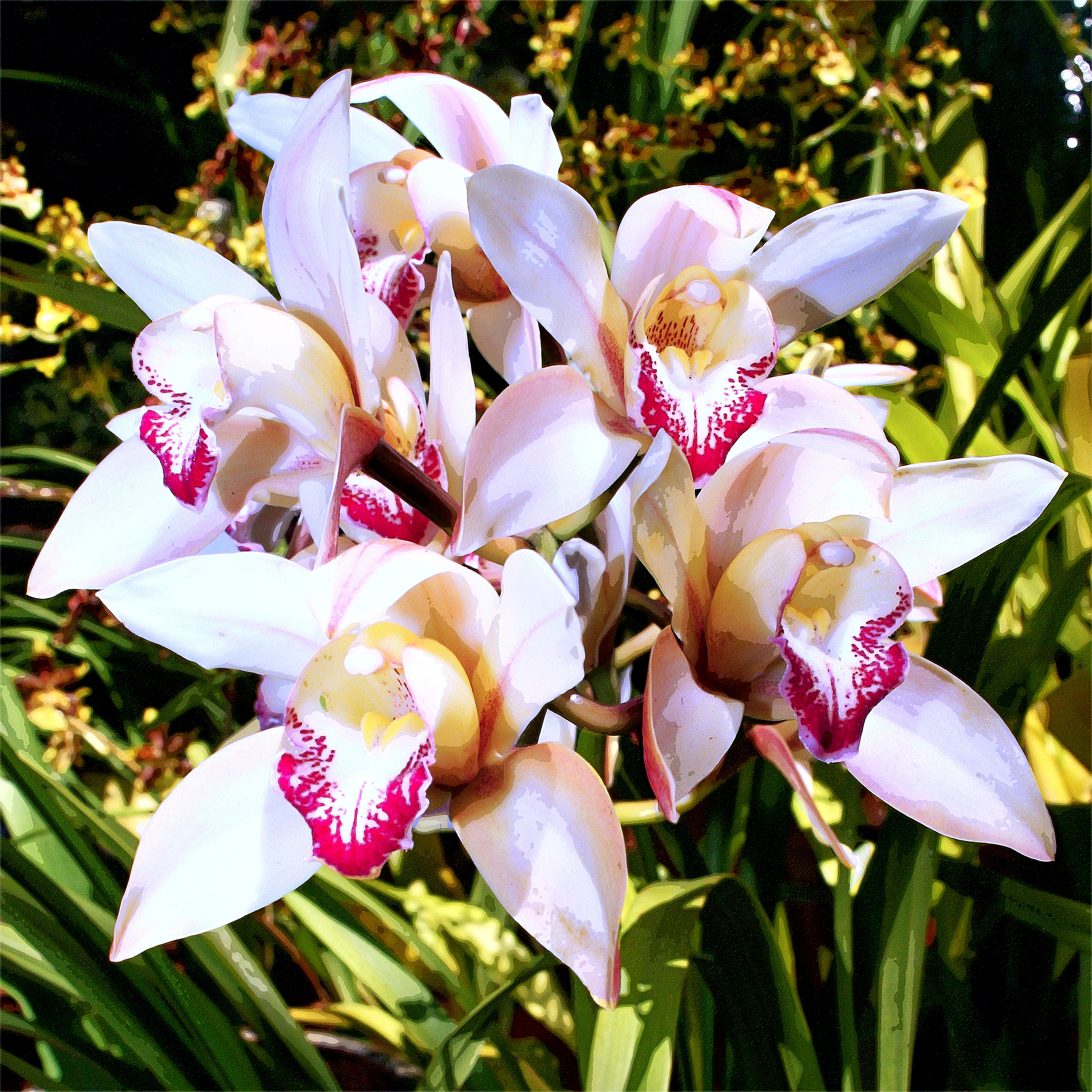 Impressionistic Botanical Photograph By William Dey, 32 X 32", Creamy Moonstone Red Orchids, Original Artwork