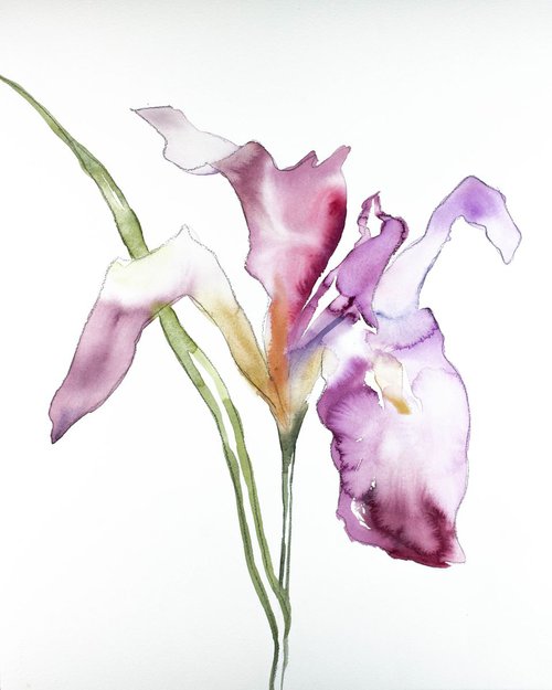 Iris No. 69 by Elizabeth Becker