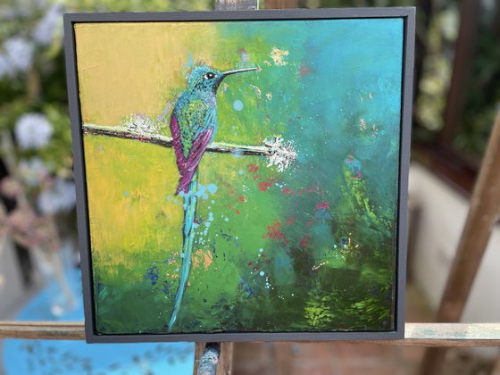 Long tailed Sylph