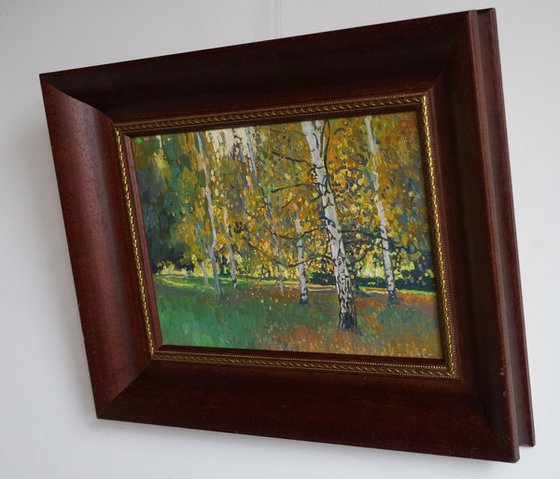 Birch trees at sunset in September