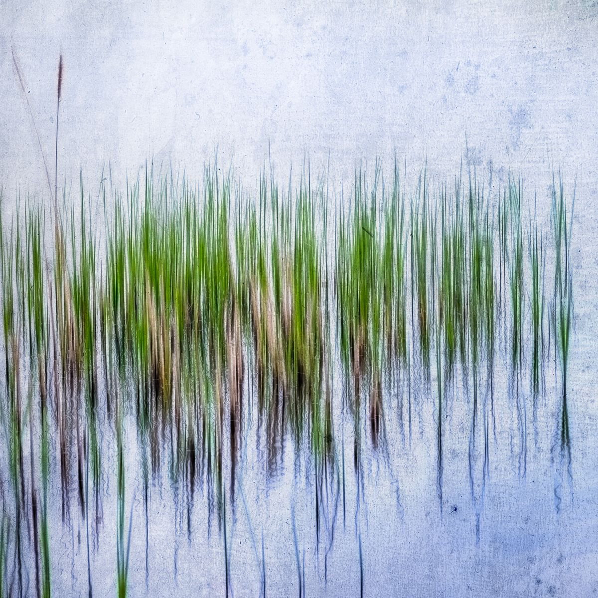 Reeds #1 Limited Edition 1/50 10x10 inch Photographic Print. by Graham Briggs