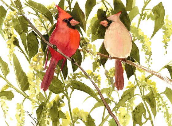 Cardinal Birds