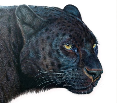 Panther - Black Leopard by Silvia Frei