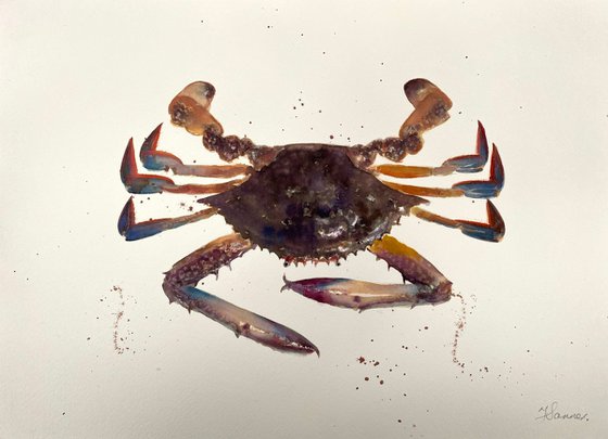 Blue Crab