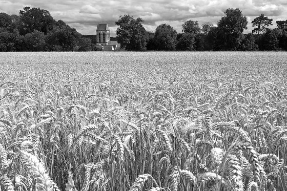 Wheatfield at Auvers 2