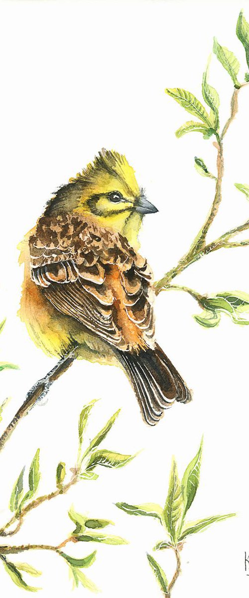YellowHammer, wildlife, birds watercolours by Karolina Kijak