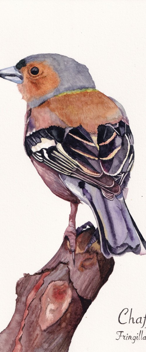 Chaffinch by Lisa Lennon