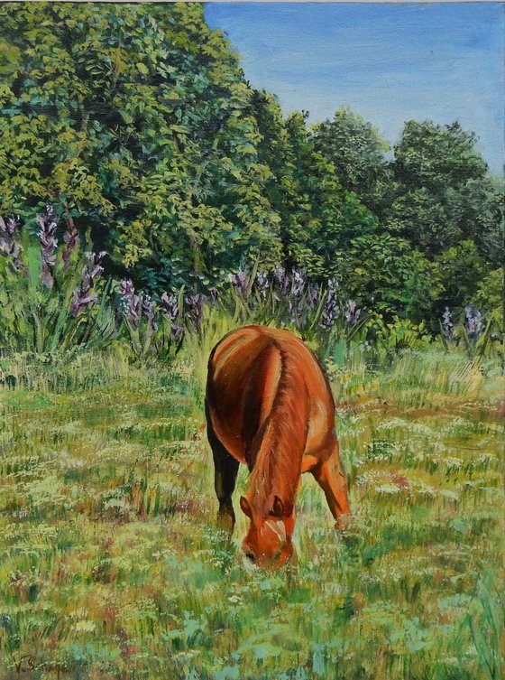 Horse in the field.