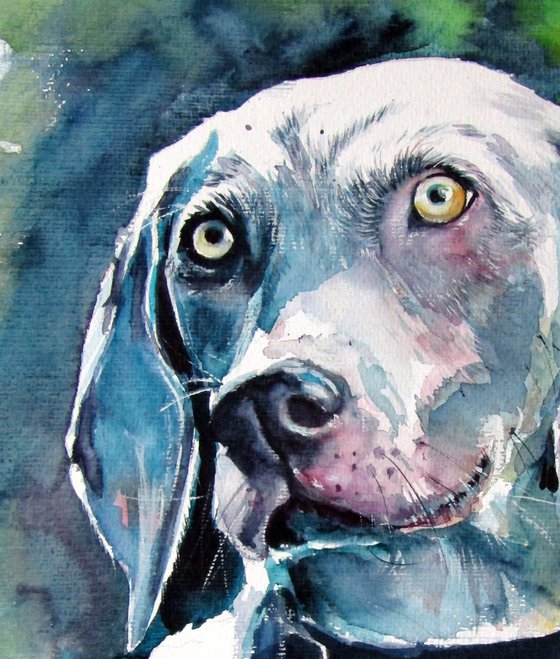 Weimaraner retriever