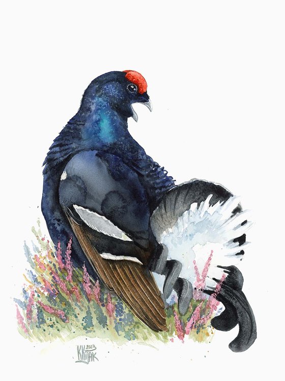Black Grouse: The Gleaming Lord of Moorlands
