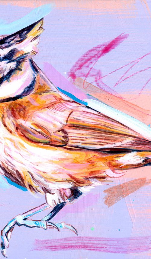 Crested tit by Paul Ward