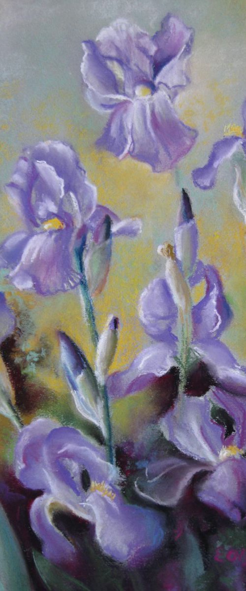 Maria's irises by Elena Oleniuc
