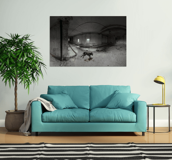 #48. Pripyat. Dog mummy