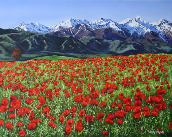 Mountain Poppies