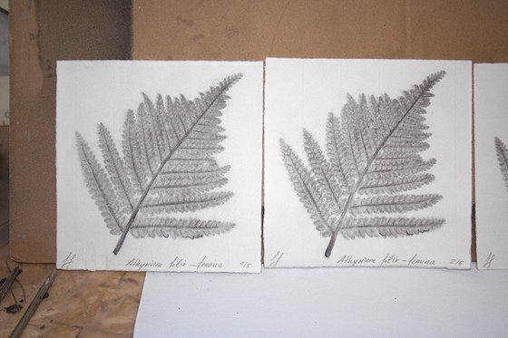 Athyrium filix-femina I (Lady fern) – Charcoal-print