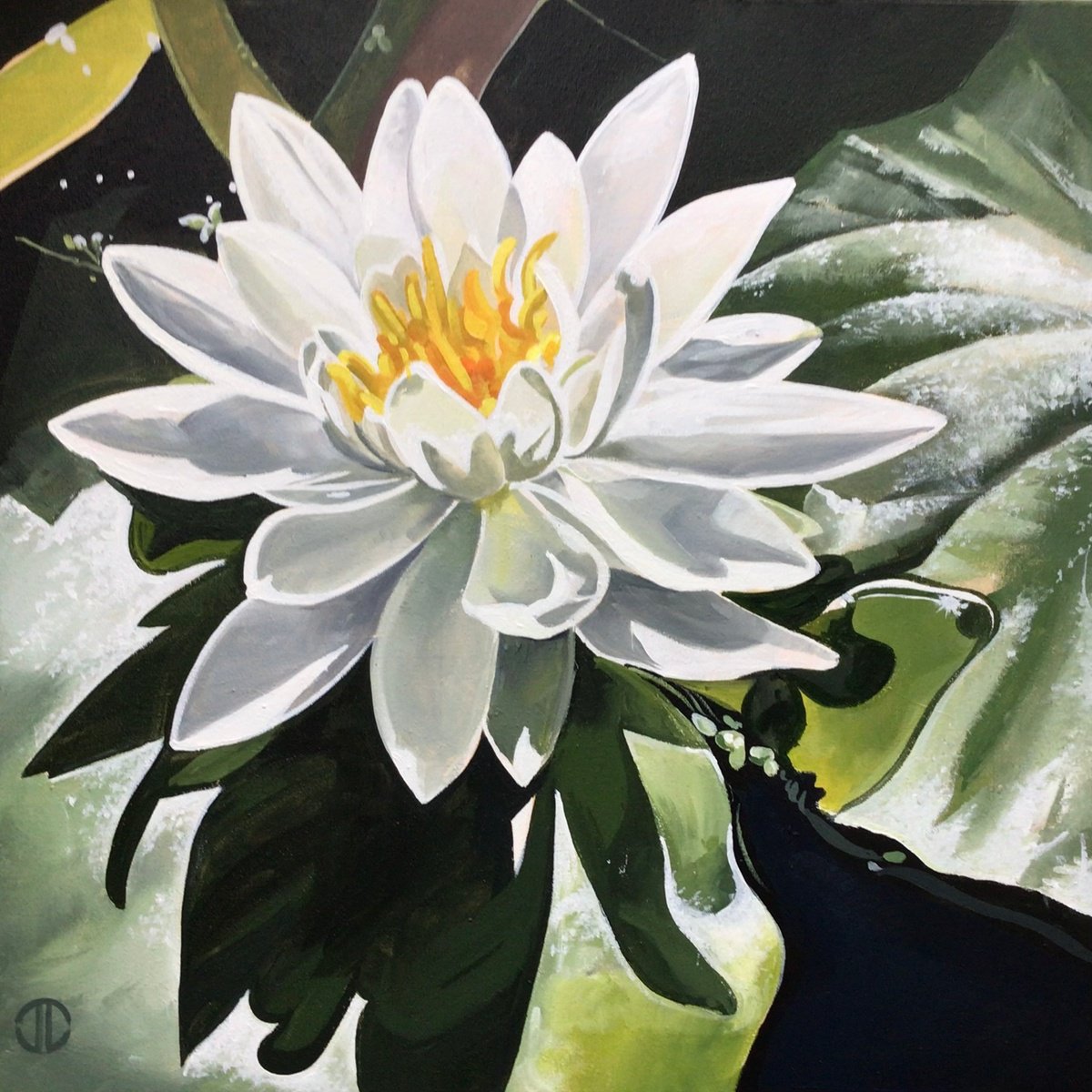 Impressionistic Botanical Acrylic Painting By Joseph Lynch, 20 X 20, White Water Lilly, Original Artwork