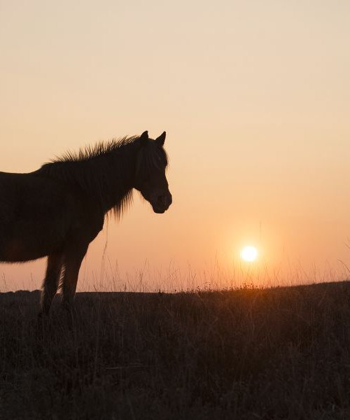 SUNSET HORSE by Andrew Lever