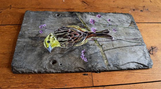 The Yellowhammer - Bird on Slate