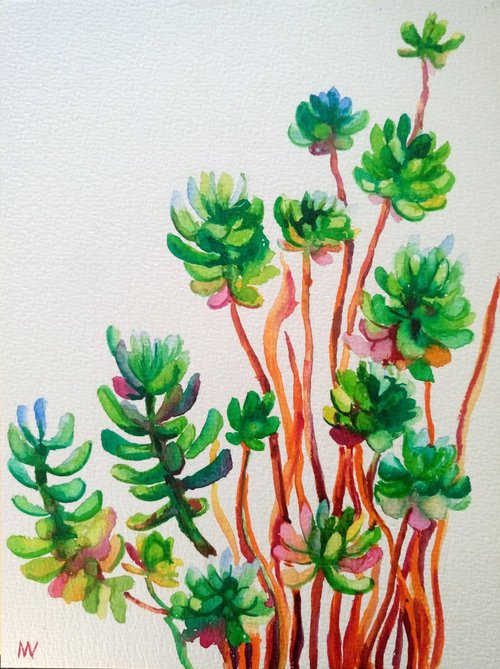 Succulents. by Mag Verkhovets